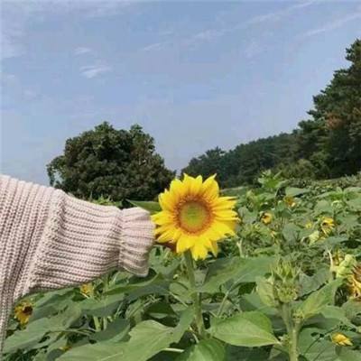 龙珠io游戏(暂未上线)v1.1 安卓版